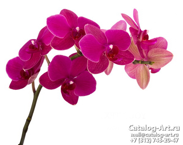 Pink orchids 71